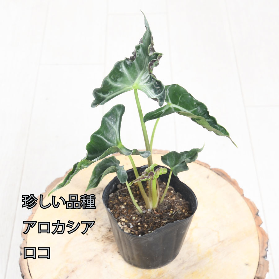 楽天市場】アロカシア キサントソーマ リンデニー 観葉植物
