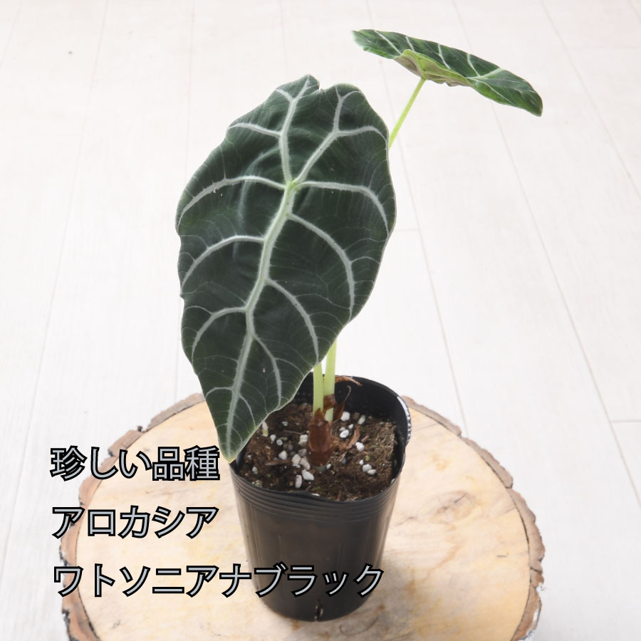 楽天市場】アロカシア ワトソニアナ 観葉植物 珍しい品種 希少 3