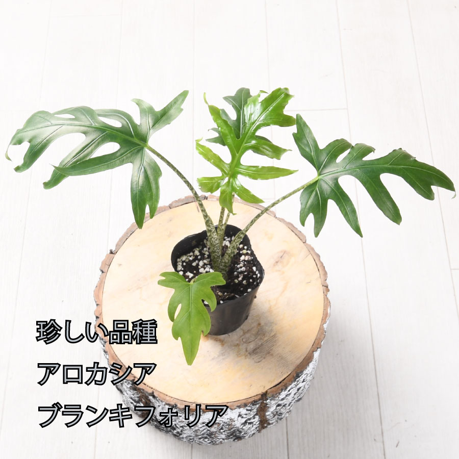 楽天市場】【セール品】超お得セット！送料無料 アロカシア 5