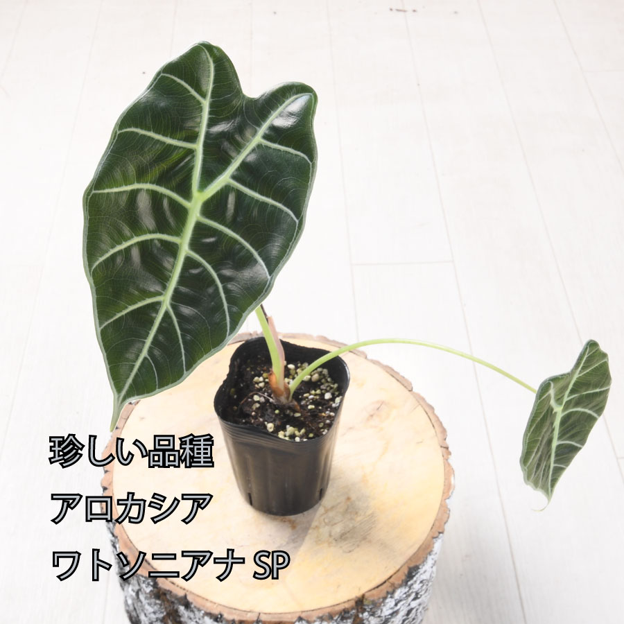 楽天市場】アロカシア キサントソーマ リンデニー 観葉植物