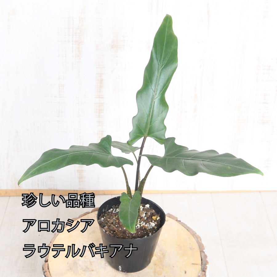楽天市場】アロカシア ジャックリン 希少種 レア 観葉植物