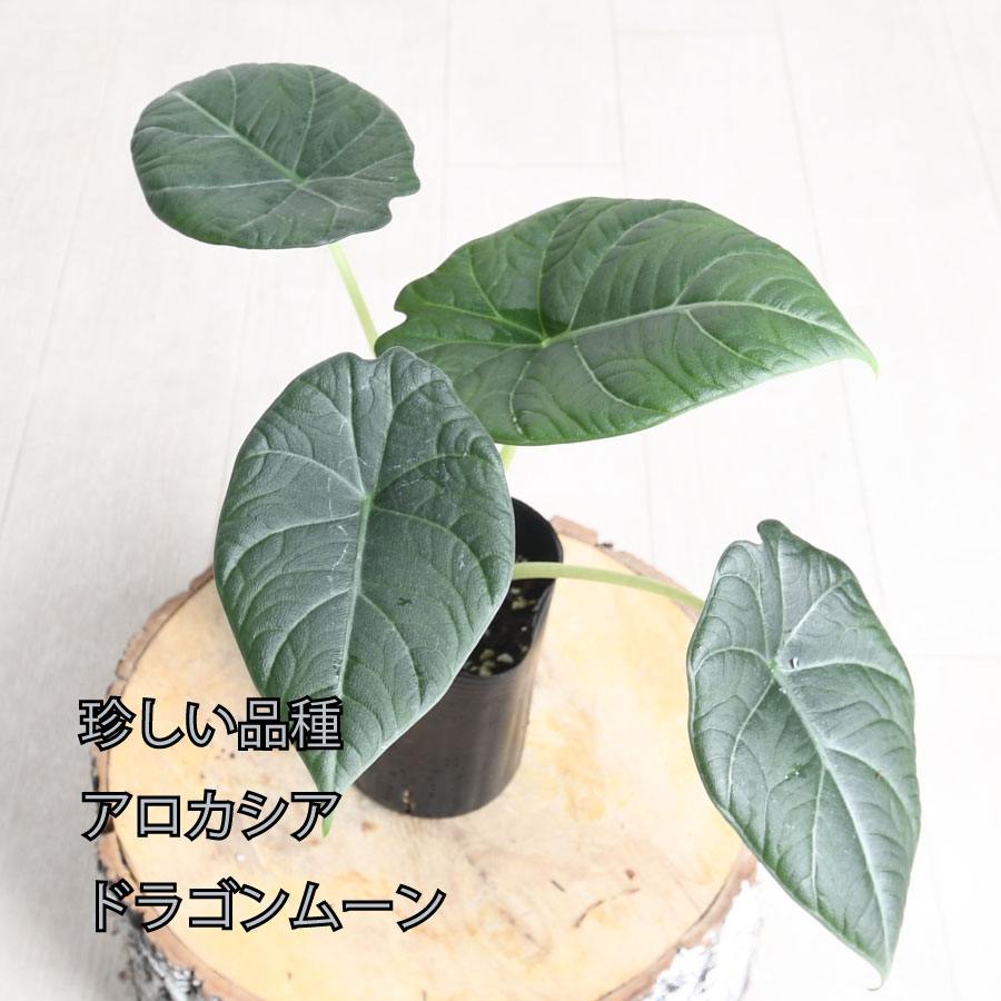 アロエ　メデューサ 観葉植物：アロエ トンガエンシス メデューサ*大型佐川急便配送