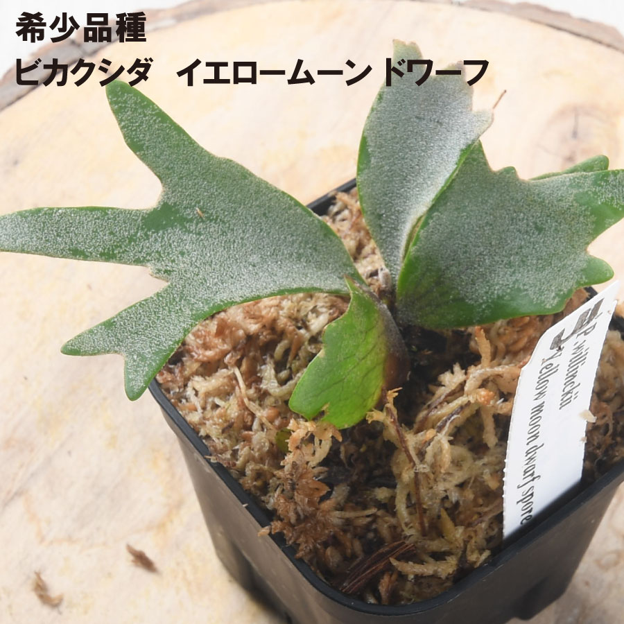 楽天市場】コウモリラン ビカクシダ ウィリンキー OMG ドワーフ TC 3号