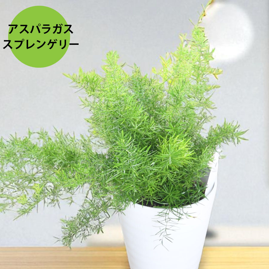 楽天市場】観葉アスパラガス メイリー 観葉植物 4.5号ポット(鉢