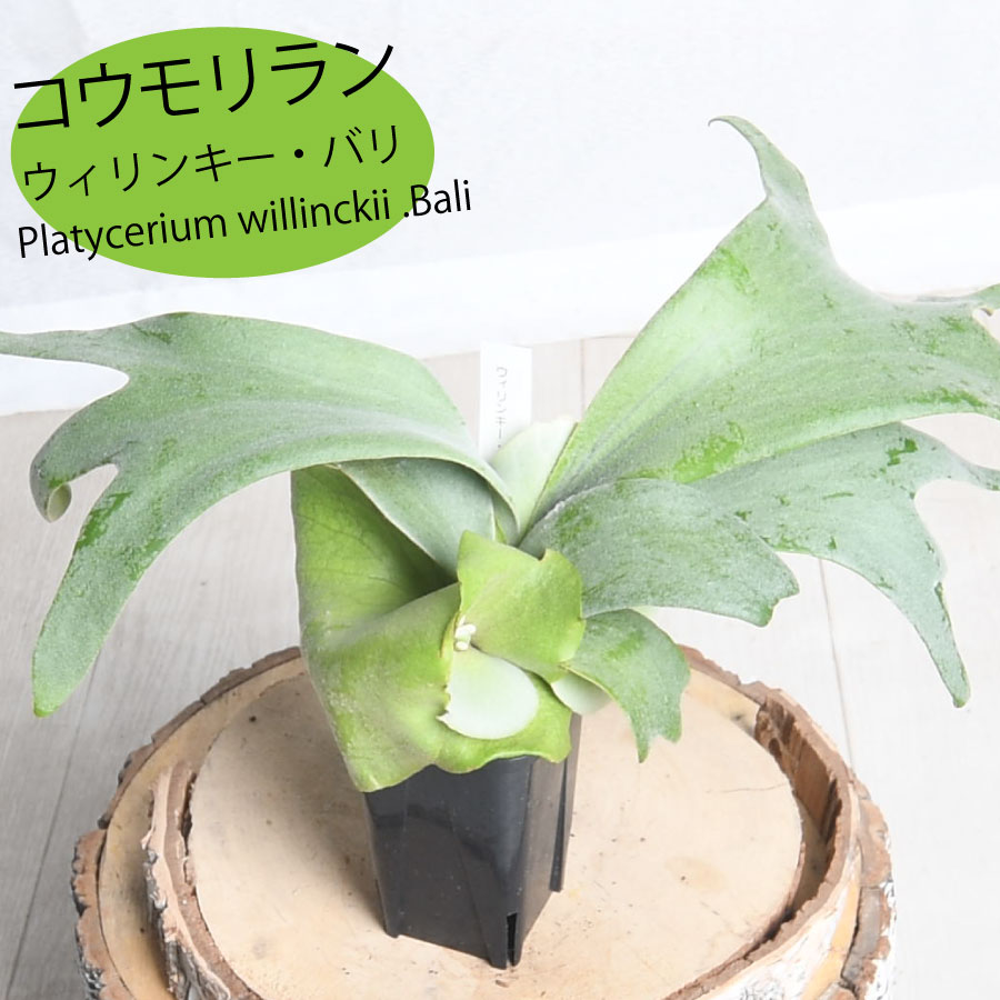 ビカクシダ アルシコルネ 楽天市場】(現品) ビカクシダ アルシコルネ アフリカ (No.41048