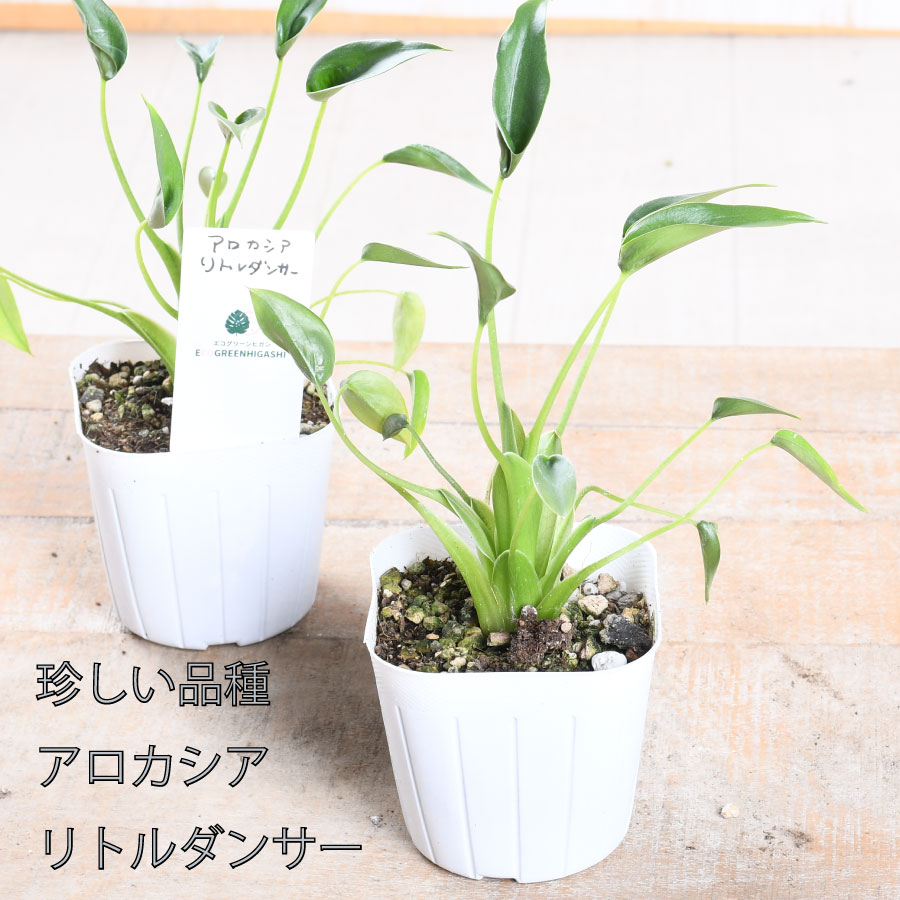 楽天市場】アロカシア アズラニー 観葉植物 珍しい品種 希少 3.5号