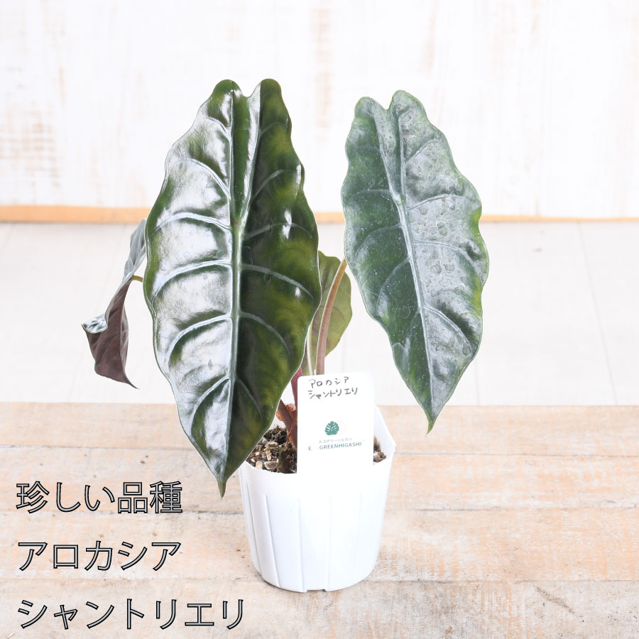 楽天市場】アロカシア ハートバルーン ベイビー 観葉植物 珍しい品種
