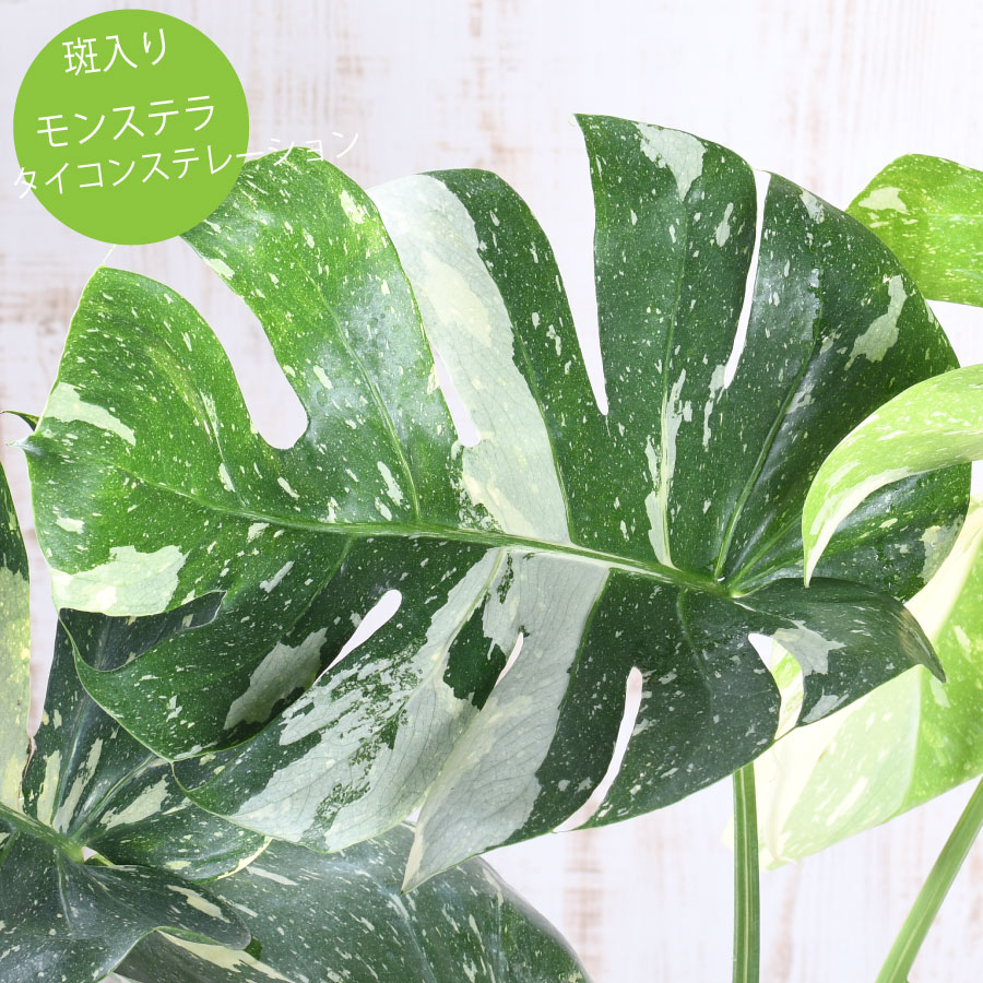 楽天市場】希少！ モンステラ エスケレート 4号鉢 Monstera esqueleto