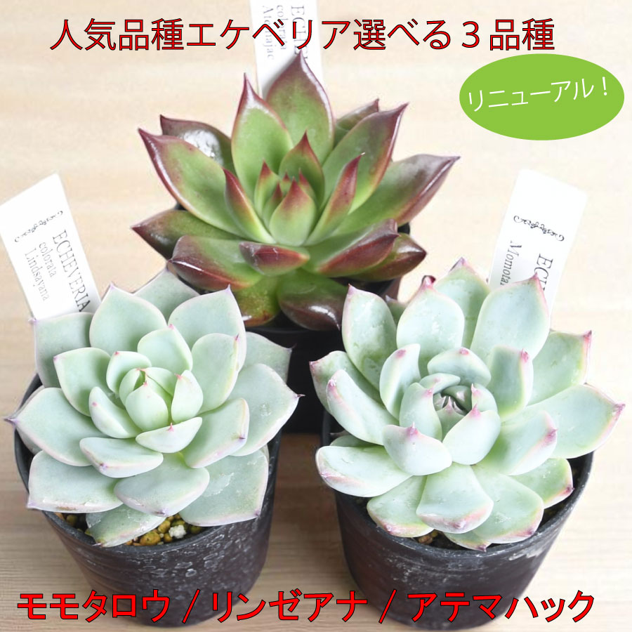 楽天市場】カラフル多肉植物 寄せ植え 2.5号サイズ 苗 タニク