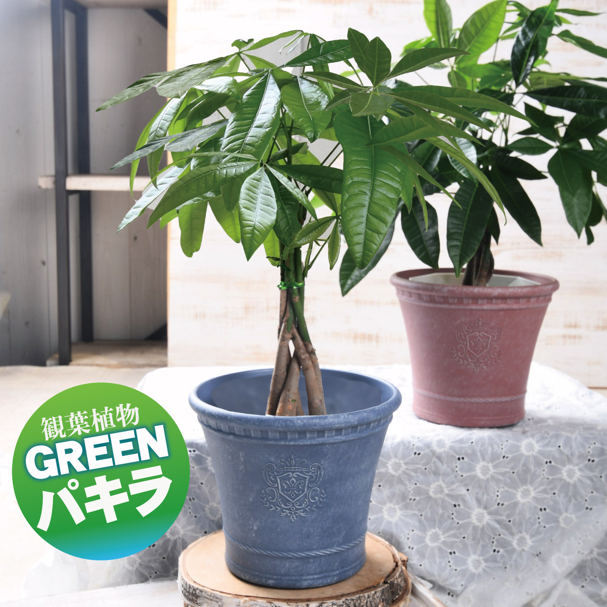 パキラ ムーンライト 6号鉢 パキラ：ムーンライト 6号鉢植え24-03 の通販 | 園芸ネット