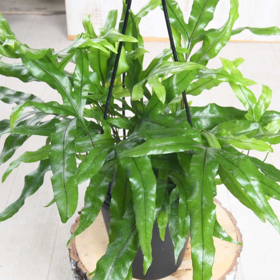 楽天市場】おしゃれ 観葉植物 シダ植物：クロコダイルファーン