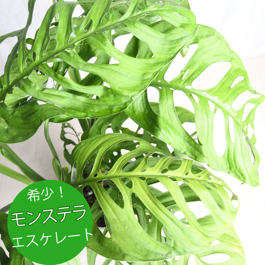 楽天市場】斑入り モンステラ 6号サイズ 鉢植え 観葉植物 斑入り