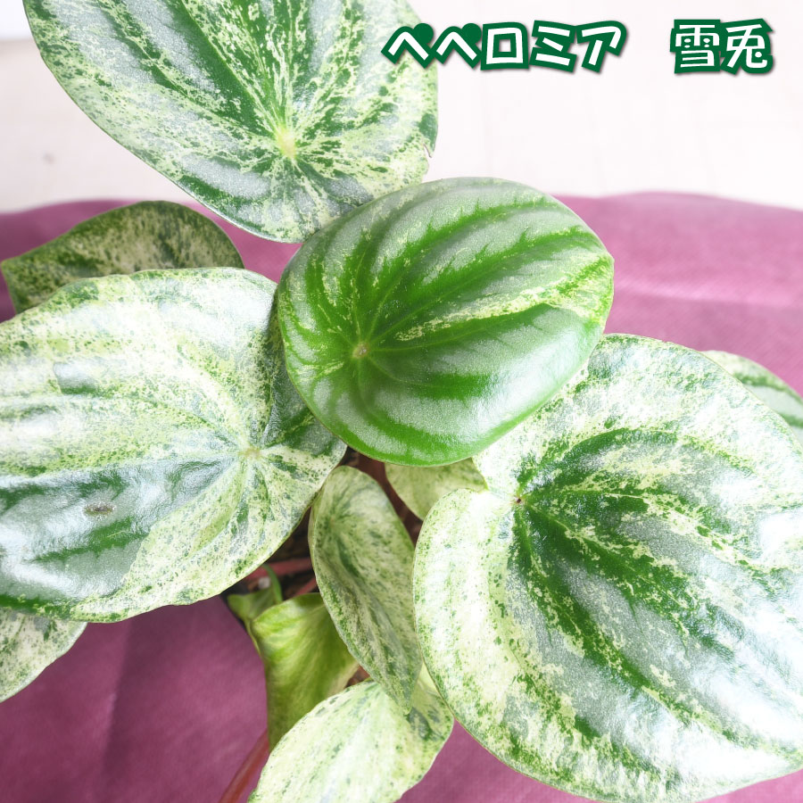 楽天市場】【セール品】アロカシア グリーンユニコーン ねこ