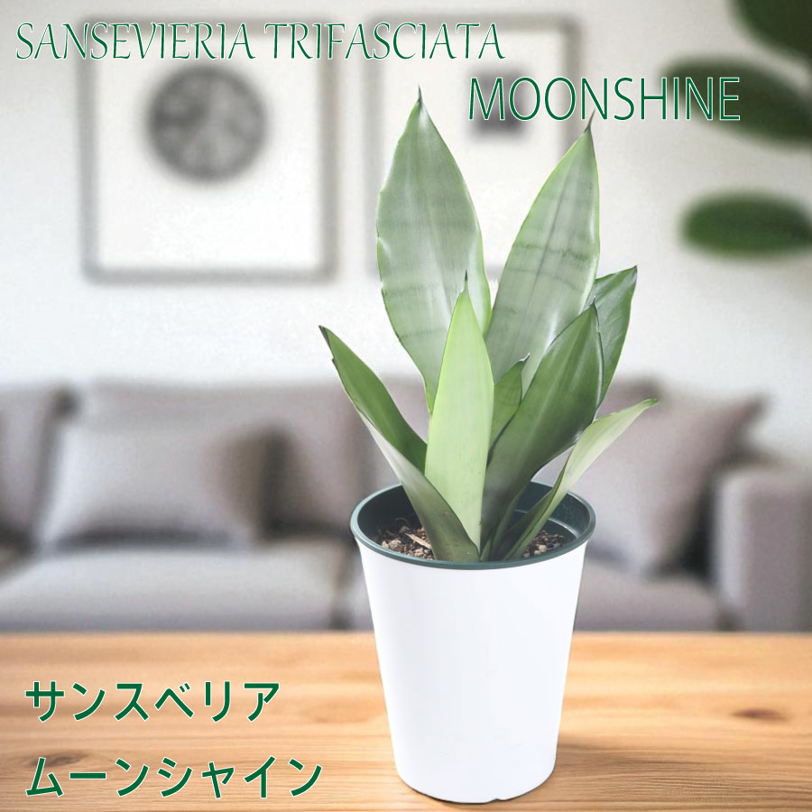楽天市場】サンスベリア ムーンシャイン 4号鉢 シルバーリーフ 珍しい