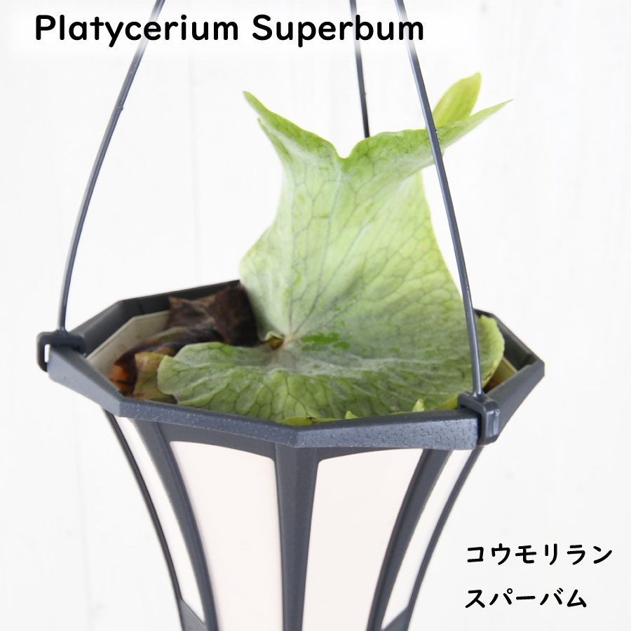 楽天市場】森の王冠！コウモリラン グランデ 5号鉢植え ビカクシダ 観葉植物 送料無料 : Fleur Town 吉本花城園