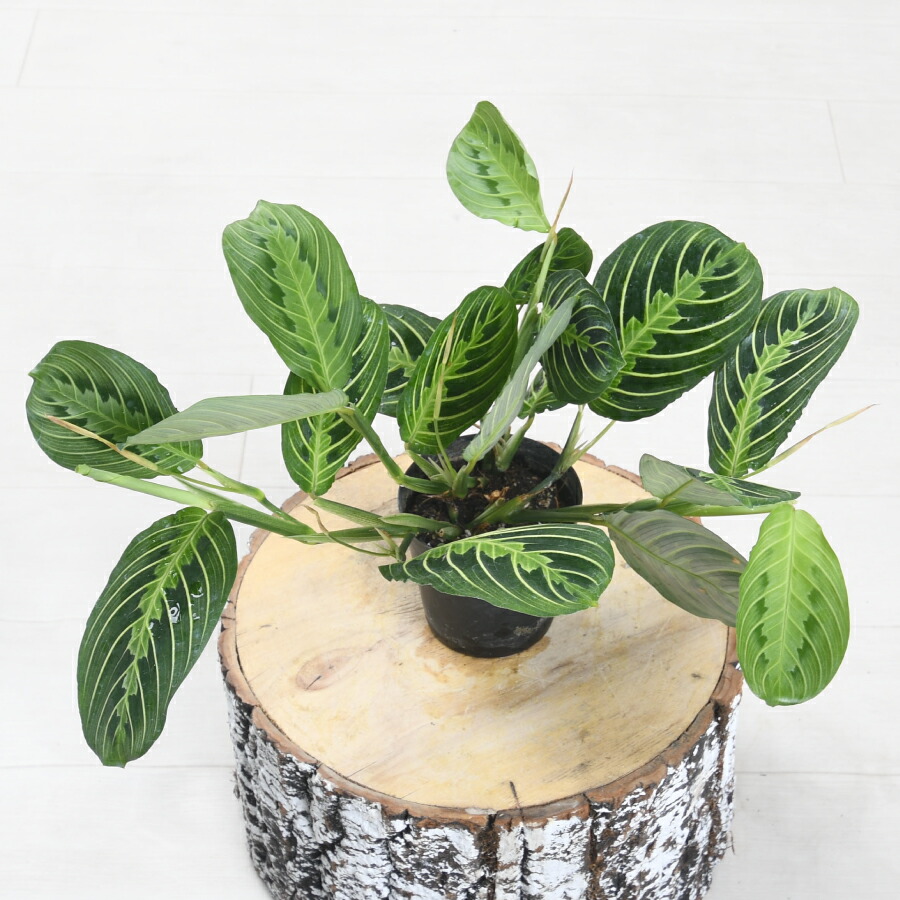 楽天市場】アロカシア キサントソーマ リンデニー 観葉植物