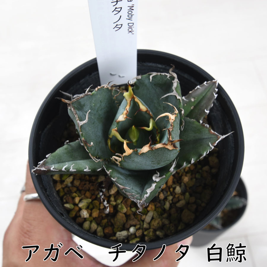 楽天市場】アガベ モンタナ 3.5号ポット多肉植物 ドライガーデン