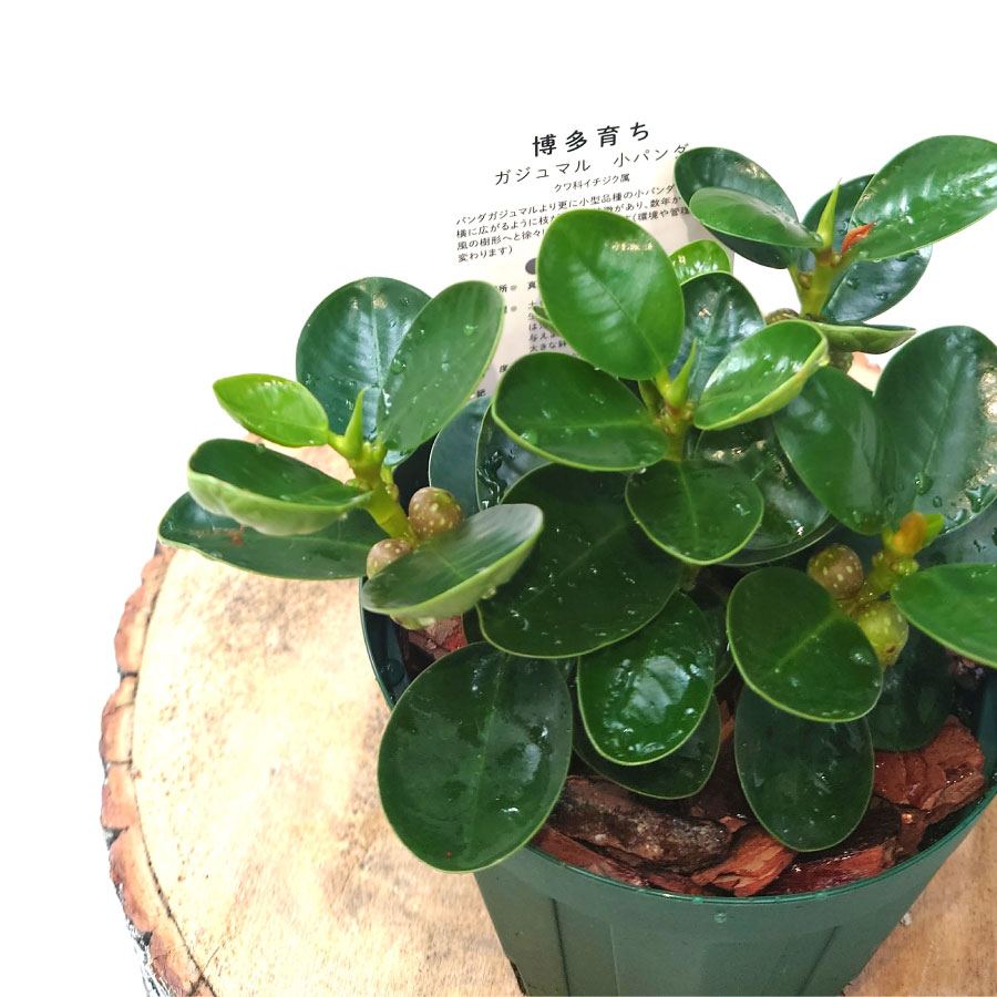 現品　ガジュマル　パンダガジュマル　52番　希少　インテリアグリーン　観葉植物 現品 ガジュマル パンダガジュマル 52番 希少 インテリア