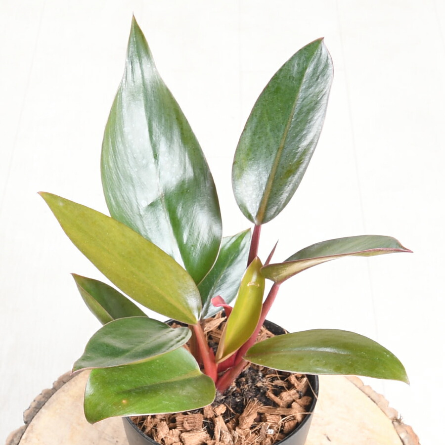 ヒスイカズラ　希少　翡翠カズラ　沖繩 楽天市場】希少 ヒスイカズラ 【再入荷】 翡翠葛 3号ポット苗