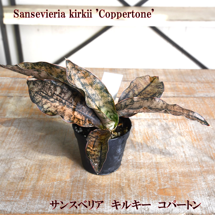 楽天市場】レア サンセベリア キルキー カッパートーン 3.5号