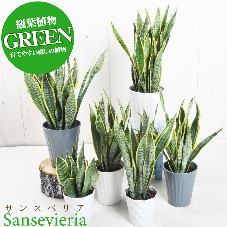 楽天市場】【セール品】超お得セット！送料無料 アロカシア 5