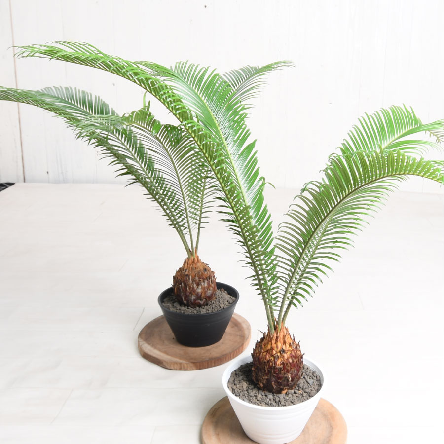 楽天市場】【セール品】 ソテツ 蘇鉄 観葉植物としても人気 6号鉢 暑さ