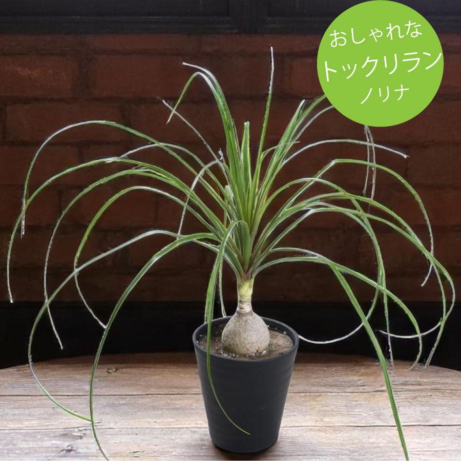 楽天市場】観葉植物 大型 プレゼントトックリラン ポニーテール 7号鉢