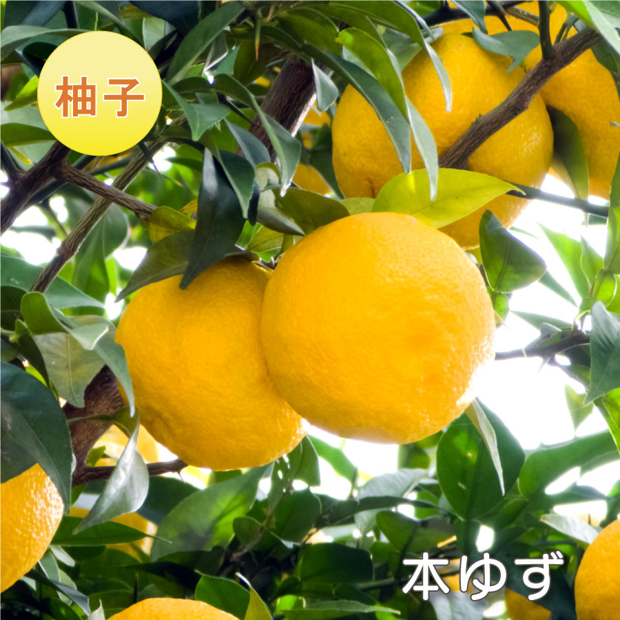 ゆずみかん s-2011012313243280281.jpg