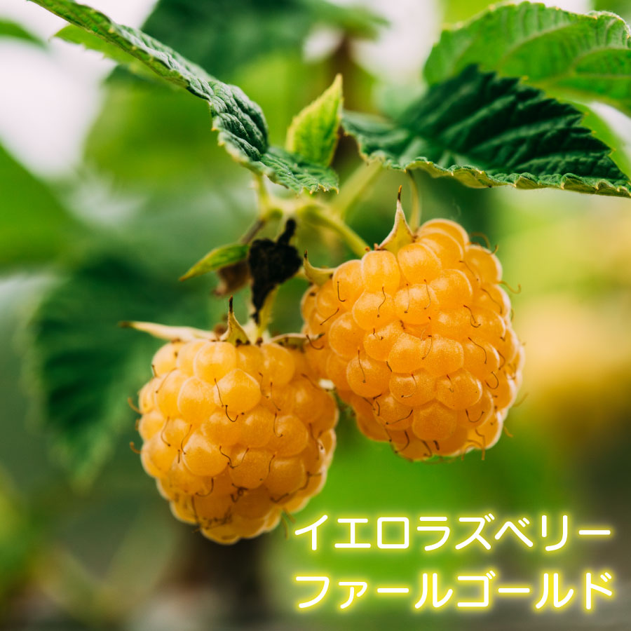 楽天市場】【ワインダーイエロー】 ラズベリー 5号ポット苗 挿し木 2