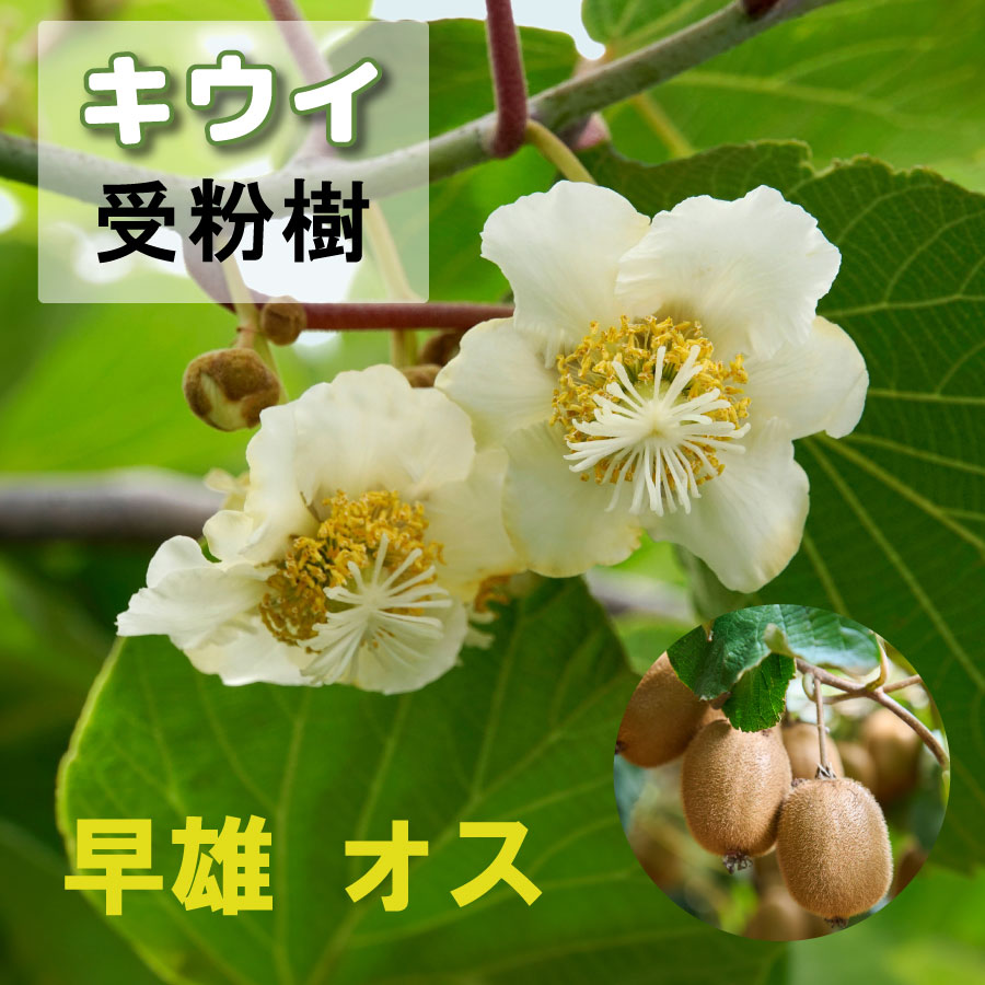 楽天市場】トムリ キウイ 苗木 オス木 4号ポット 接木苗 雄木 果樹苗