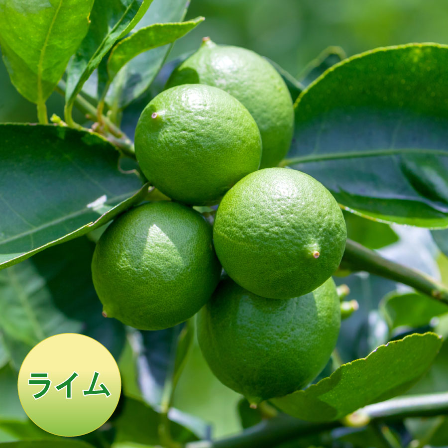 4年生 果実つき キンカンライム接木苗／ハイブリッドライム 樹高90cm