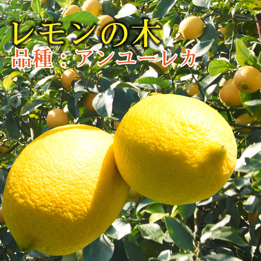 楽天市場 レモンの木 品種 アンユーレカ 苗木 庭木 植木 1年生 接木苗 Fleur Town 吉本花城園