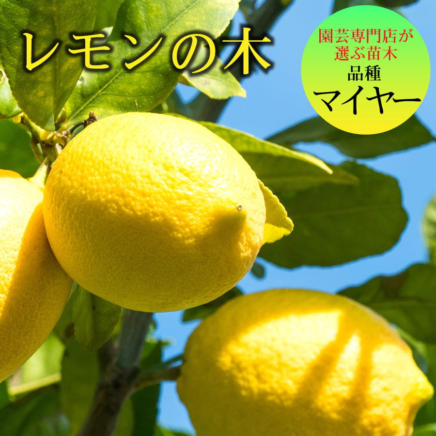 ○日本正規品○ lemonnoki_様専用 cerkafor.com