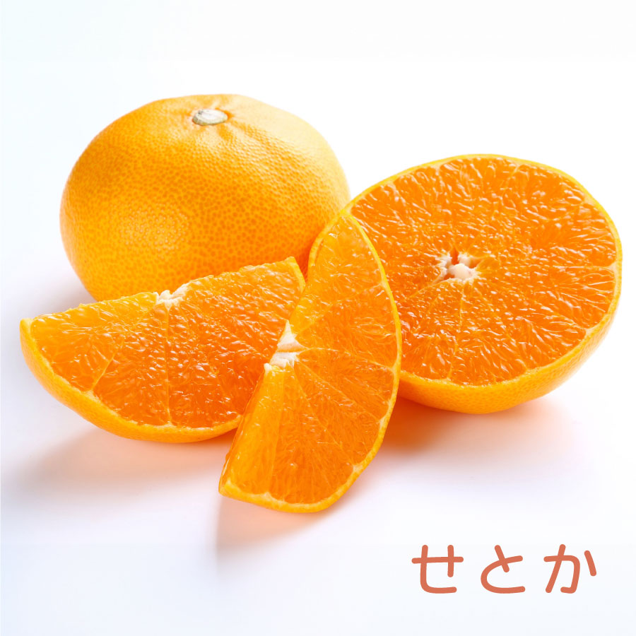 柑橘4年生 果実つき オーストラリアンブラッド接木苗／樹高90cm 8号鉢