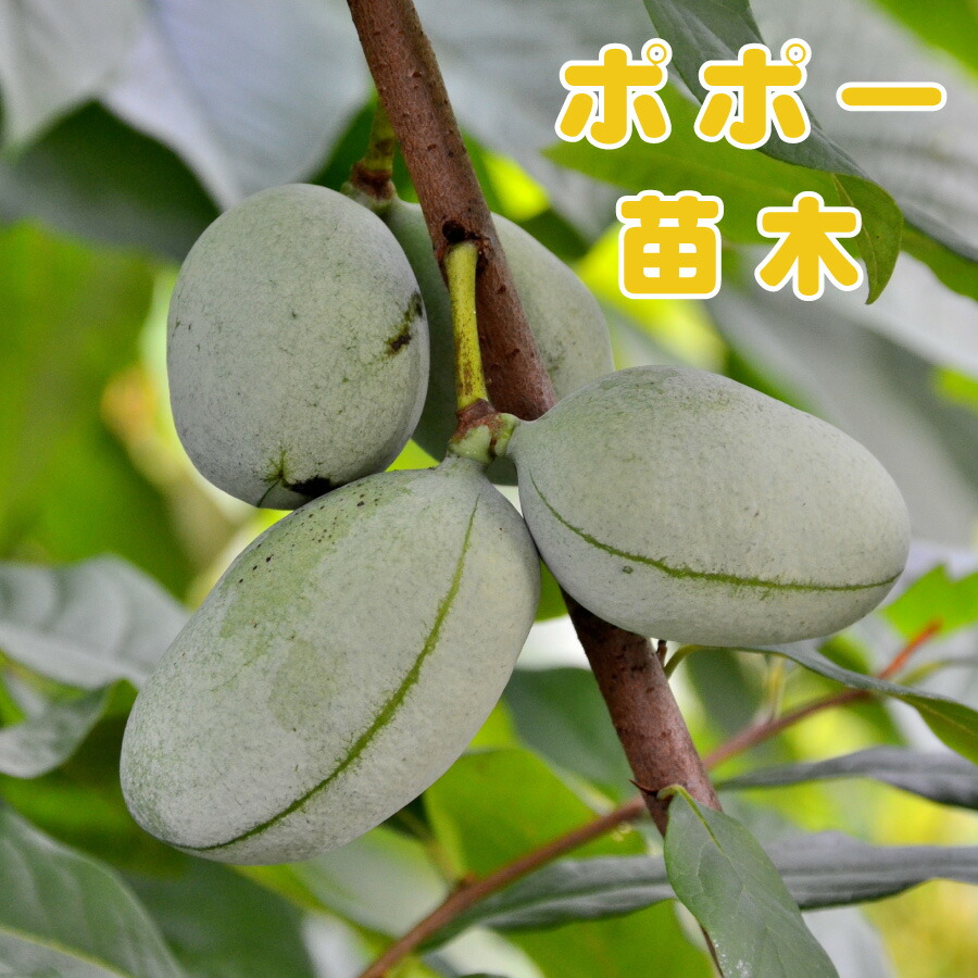 楽天市場】ポポー ワバッシュ(ウォンバッシュ) 接ぎ木苗 6号 ピーター