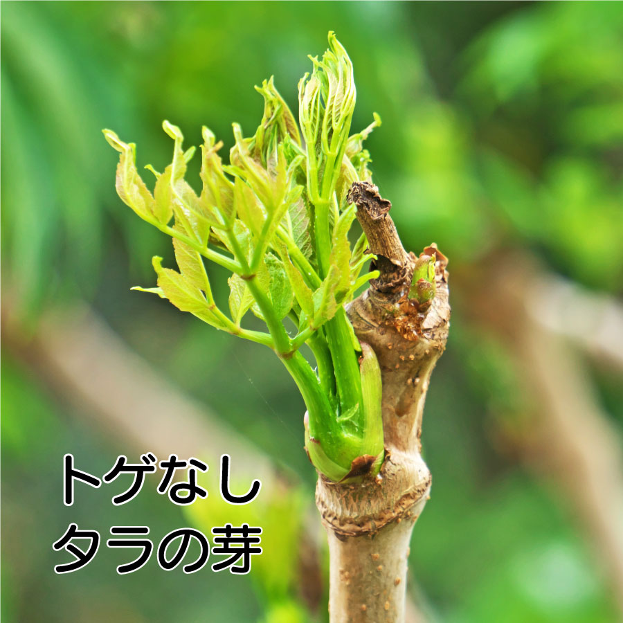 楽天市場】タラの芽 苗 【山菜 七島タラの木】 挿し木苗 タランボ 苗木