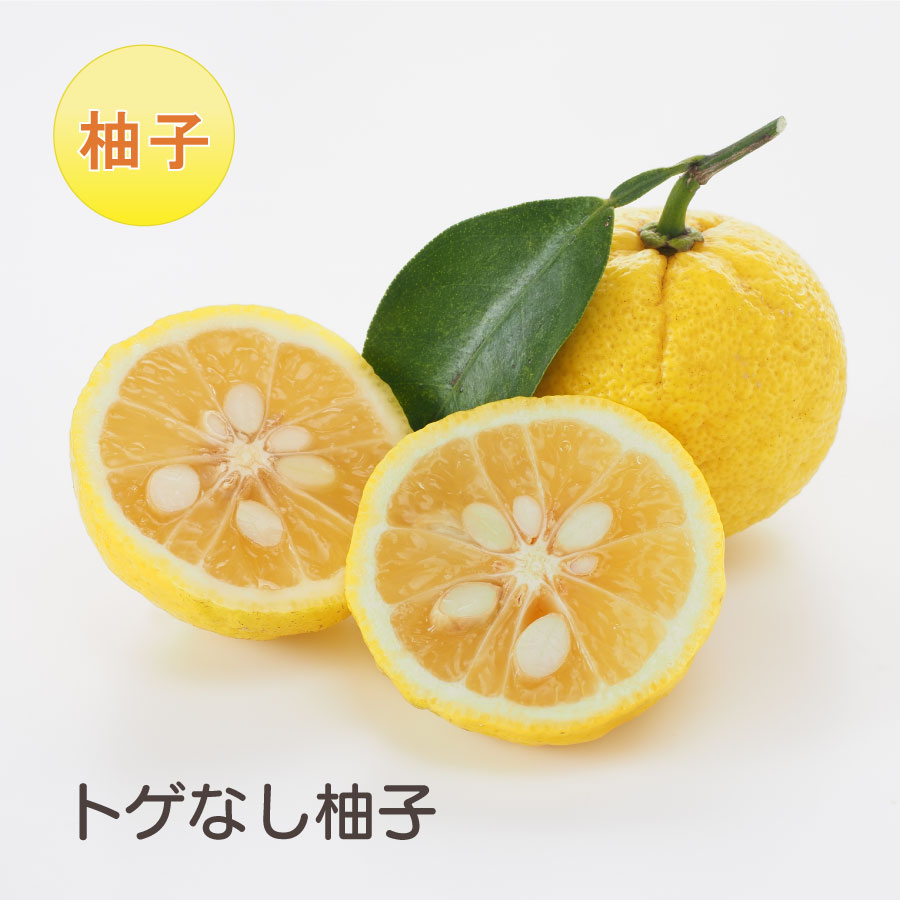 楽天市場】本ゆず （木頭ゆず） 柚子 苗木 ユズ 接木苗 接ぎ木 果樹苗