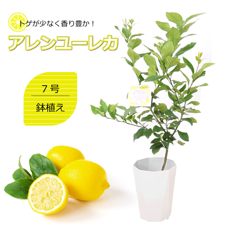 豪華で新しい レモンの木 品種 アレンユーレカ 7号鉢植え レモン ユーレカ 苗木 庭木 植木 Toyama Nozai Co Jp