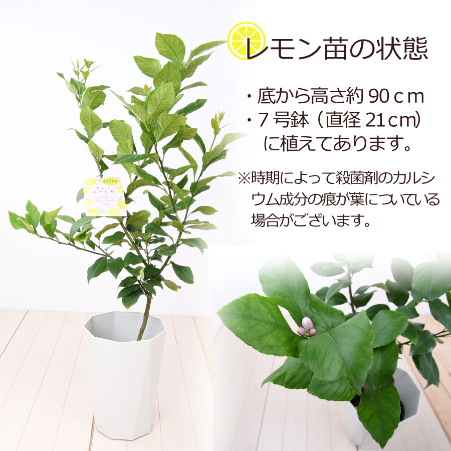 人気no 1 レモンの木 品種 アレンユーレカ 7号鉢植え レモン ユーレカ 苗木 庭木 植木 Sferavisia Hr