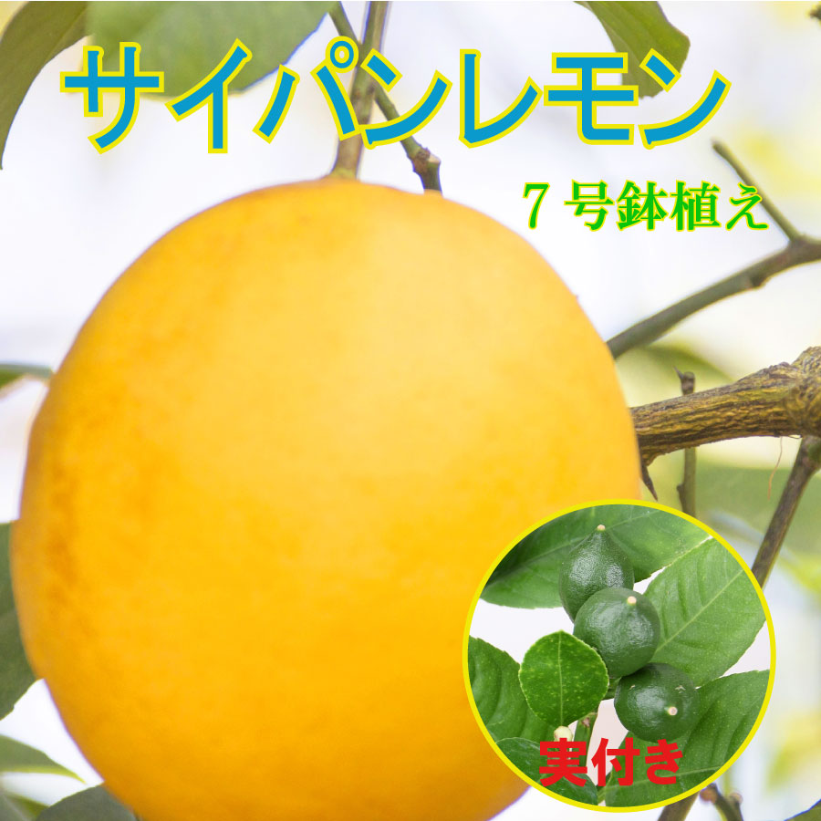 レモンの木 実付き 品種 サイパンレモン 送料込 7号鉢植え レモン 植木 苗木 最大76%OFFクーポン 庭木