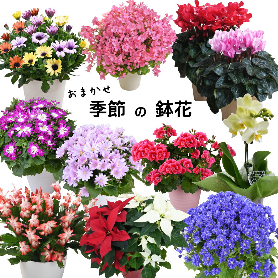 ヒスイカズラ　希少　翡翠カズラ　沖繩 園内でヒスイカズラの花が咲いています！写真は玉泉洞入口付近♪ 神秘