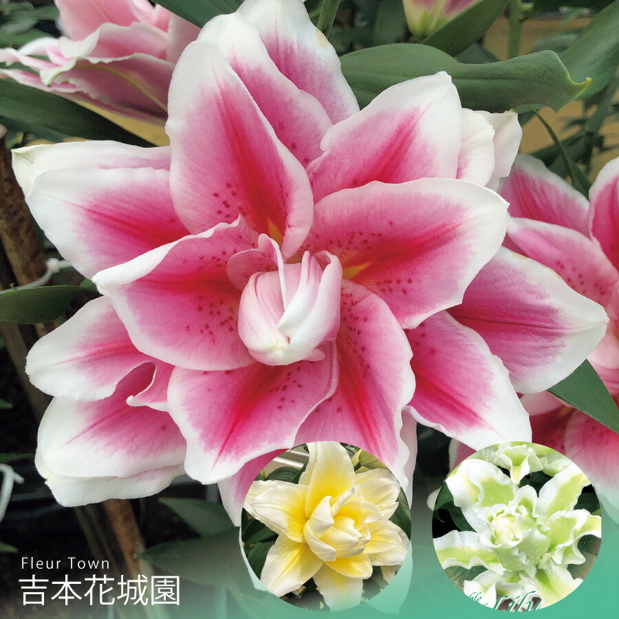 楽天市場】秋植え球根 スーパージャイアントカサブランカ 百合 ユリ