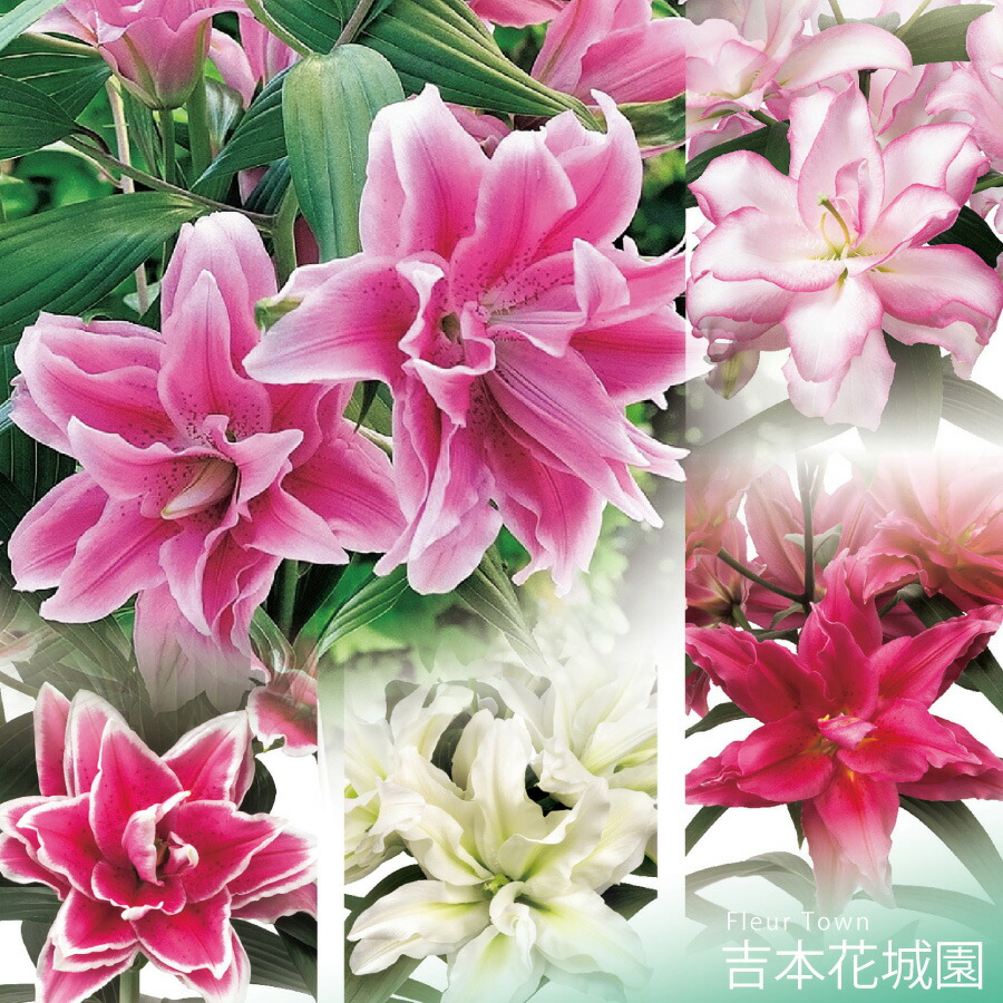 楽天市場】秋植え球根 スーパージャイアントカサブランカ 百合 ユリ