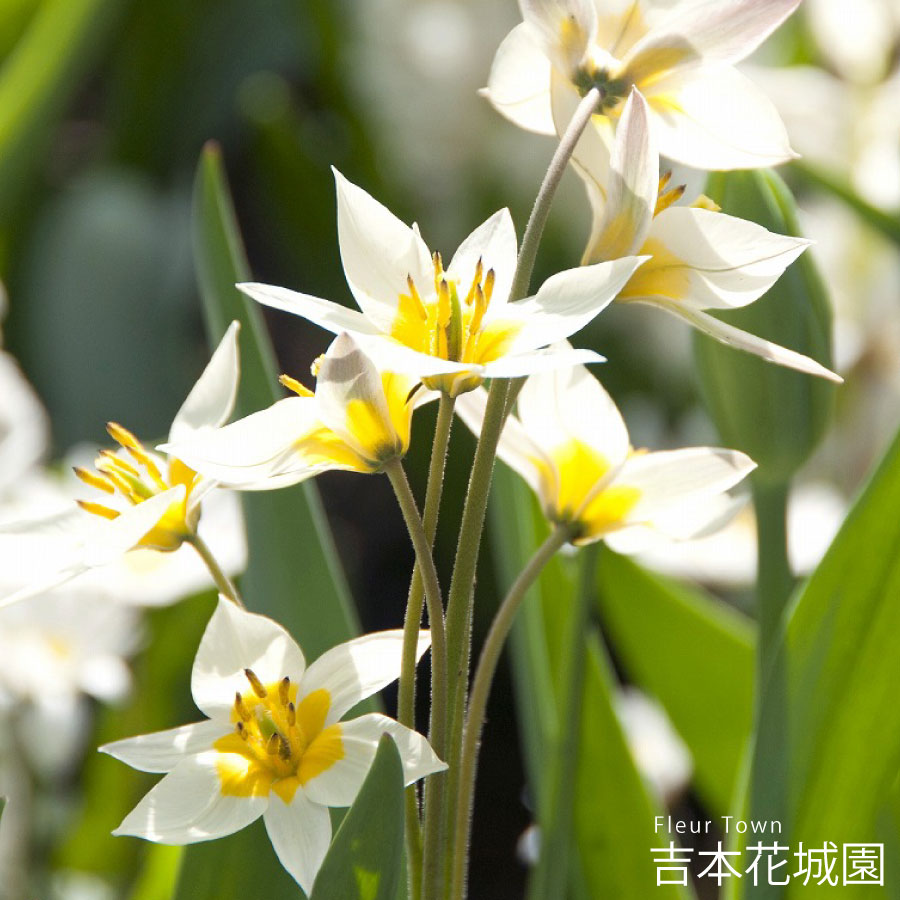 楽天市場】秋植え球根 ムスカリ 球根 アズリュームブルー 球根 5