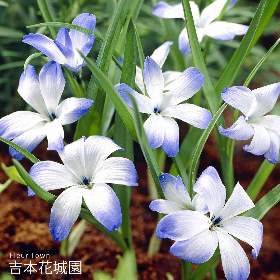 楽天市場】【予約品9月下旬以降順次発送】 秋植え球根