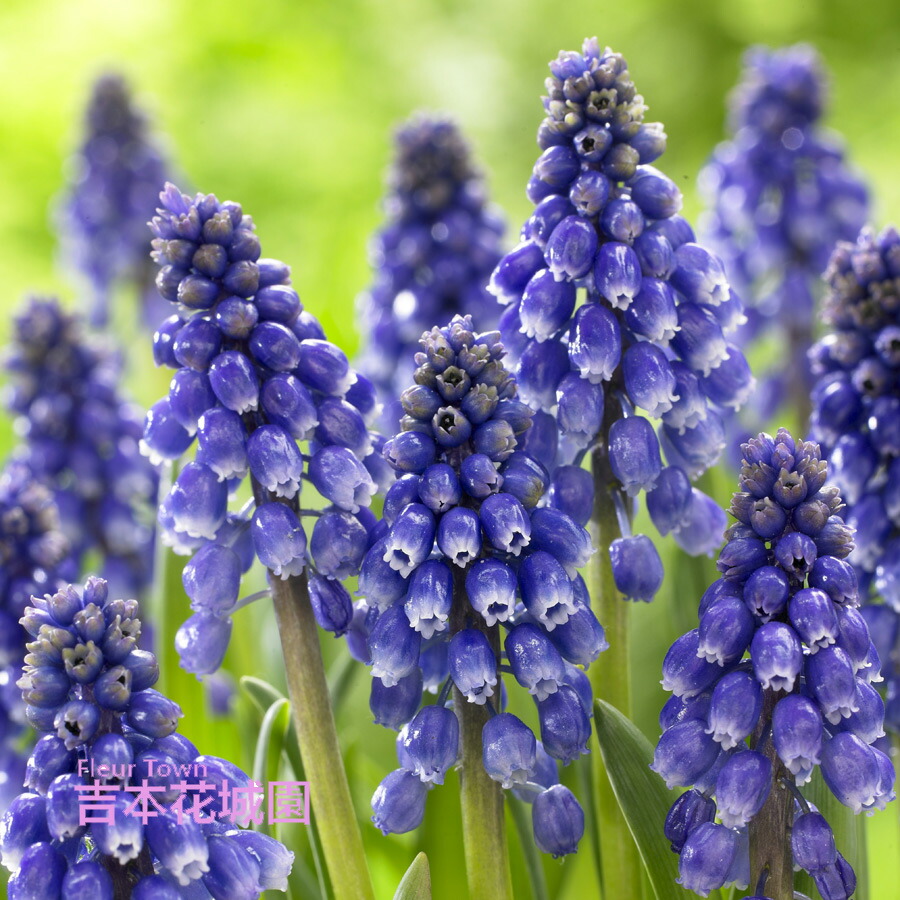 asakombu トリトマ苗 シラーブルーアロー 球根 フリチラリア球根 scilla_ba2.jpg