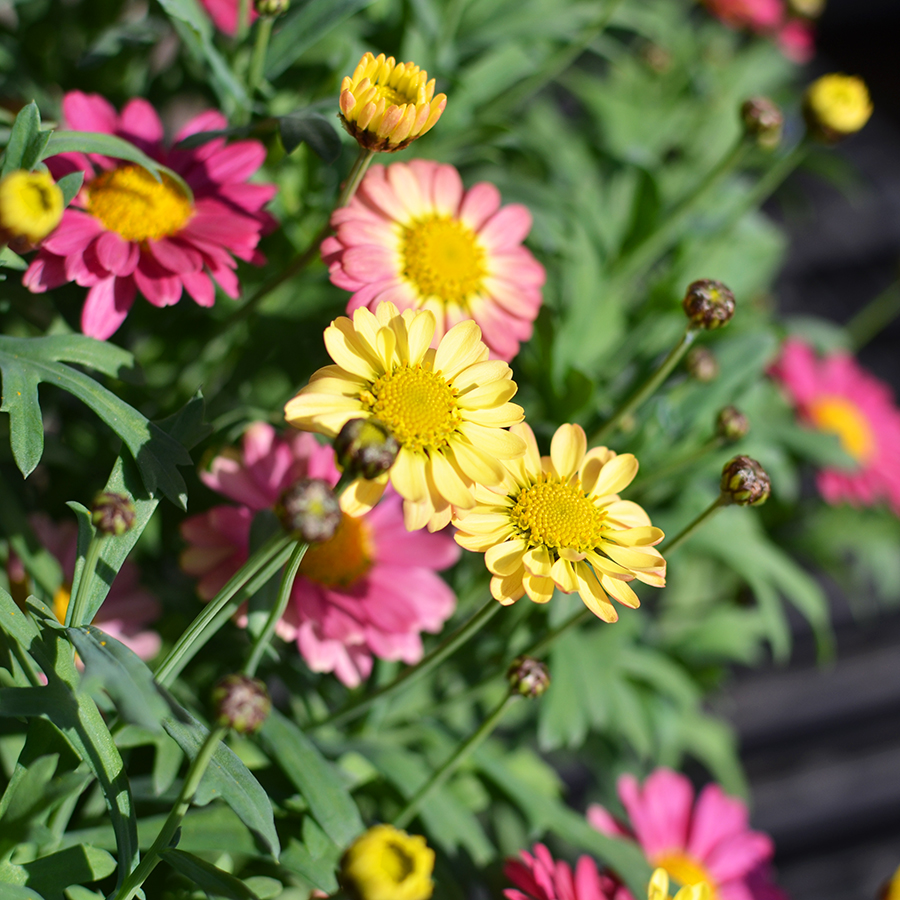 楽天市場 玄関まわりに置きたい鉢花 マーガレット 5号鉢植え ギフト Fleur Town 吉本花城園