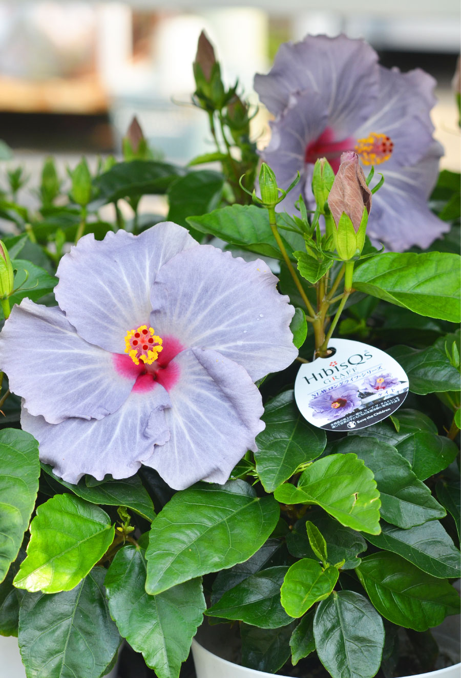 ハイビスカス ハイビスキュース ケイト 5号 鉢植え ロングライフ 夏 花 苗 珍しい花色