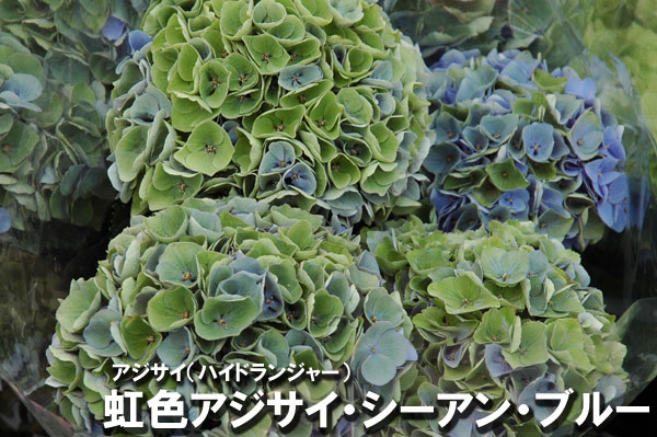 楽天市場 アジサイ 秋色 シーアンブルー 西安 鉢植え ブルー 青系 Fleur Town 吉本花城園