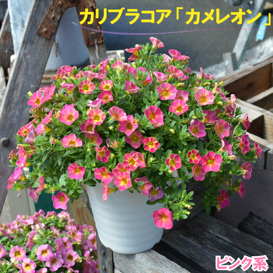 楽天市場 玄関まわりに置きたい 鉢花 花苗 カリブラコア カメレオン 5号 鉢植え プレゼント ギフト にも Fleur Town 吉本花城園